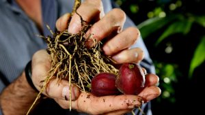 ebc 46 extrait de la fontainea picrosperma est un anti cancer naturel puissant comme les amandes amères d'abricot, l'artemisia annua ou les feuilles de graviola corossol