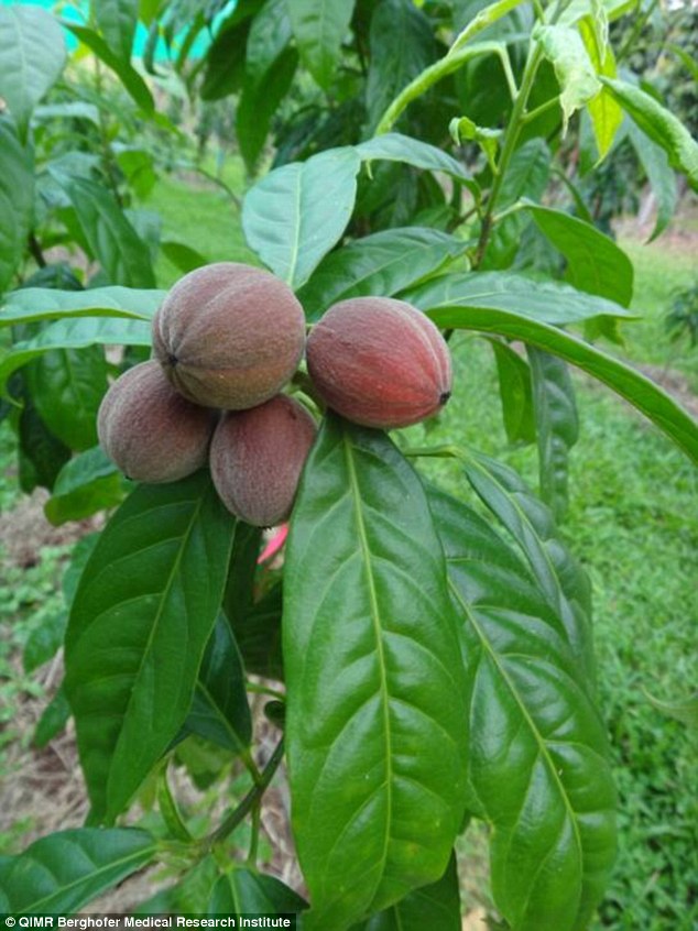 ebc 46 extrait de la fontainea picrosperma est un anti cancer naturel puissant comme les amandes amères d'abricot, l'artemisia annua ou les feuilles de graviola corossol